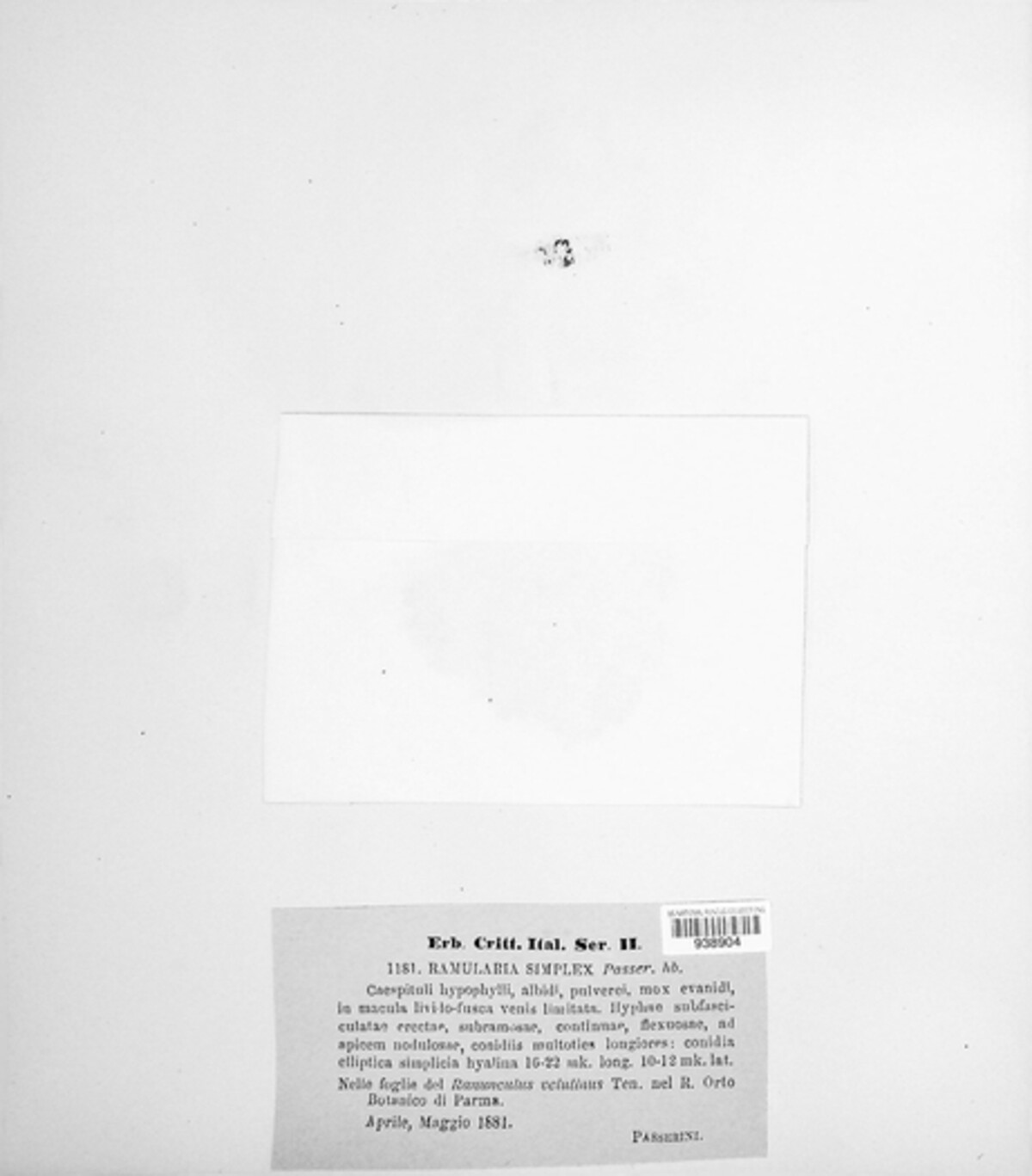 Ramularia simplex image